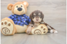 Meet Bronny - our Mini Labradoodle Puppy Photo  1/3 - Puppy Love PR Fluffy Mini Labradoodle Poodle Mix Pup