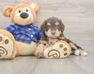 6 week old Mini Labradoodle Puppy For Sale - Puppy Love PR 6 week old Mini Labradoodle Puppy For Sale - Puppy Love PR