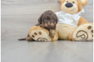 Mini Labradoodle Pup Being Cute