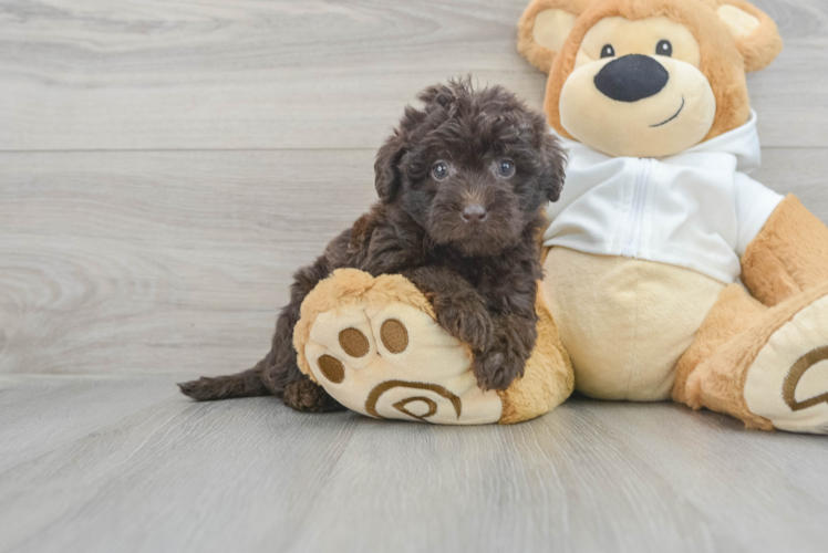 Mini Labradoodle Pup Being Cute
