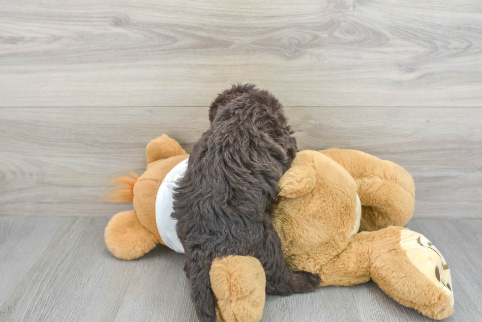 Mini Labradoodle Puppy for Adoption