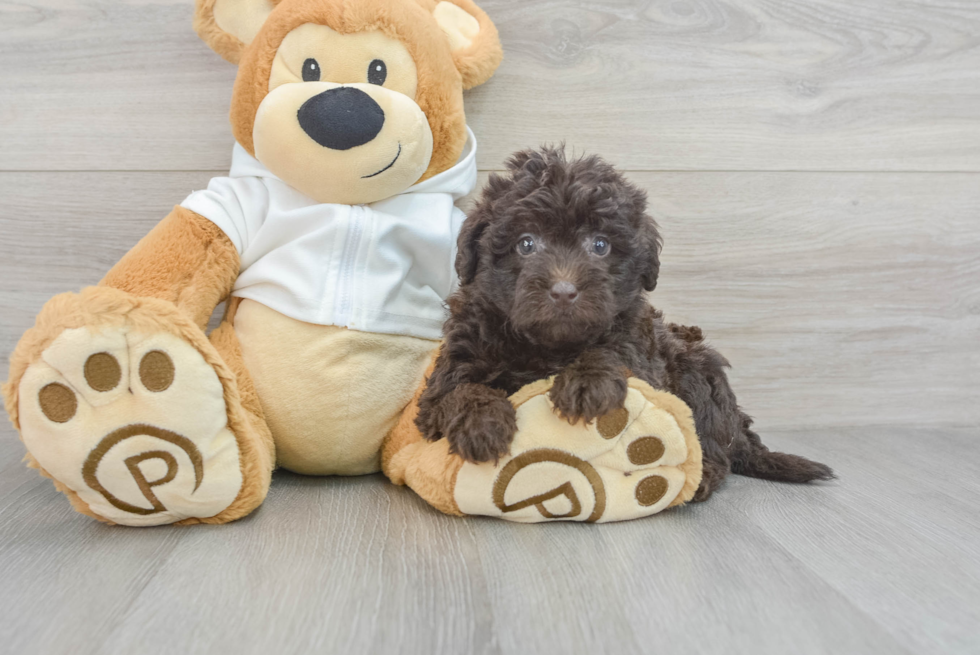 Mini Labradoodle Pup Being Cute