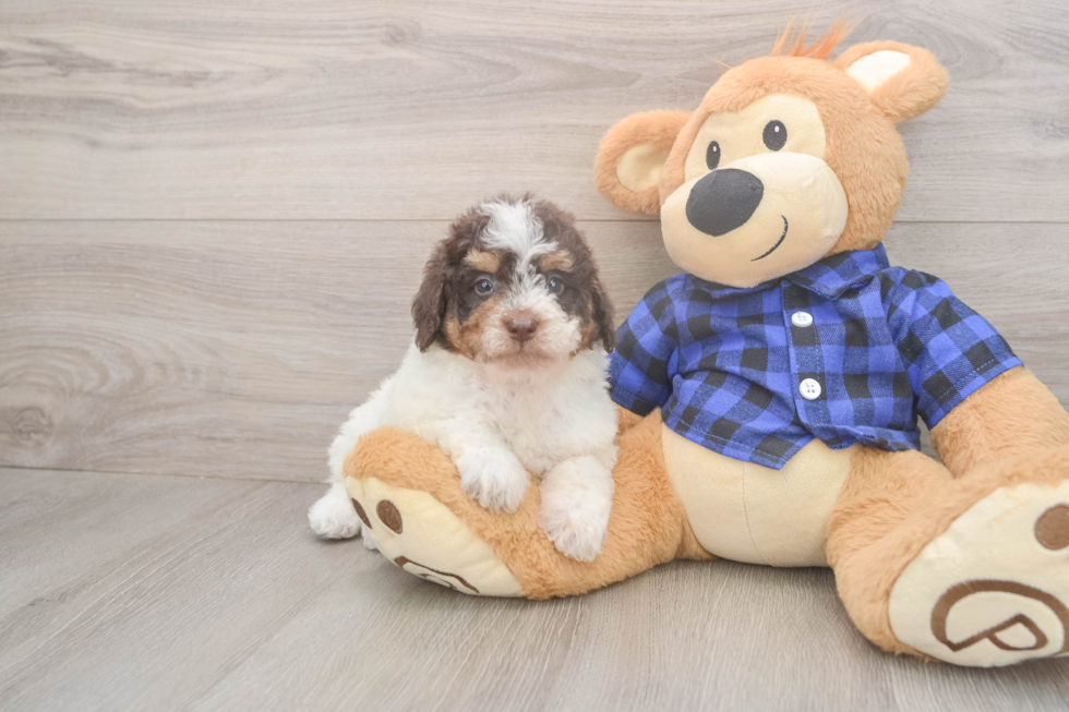 Meet Brownie - our Mini Labradoodle Puppy Photo  2/3 - Puppy Love PR Happy Mini Labradoodle Baby