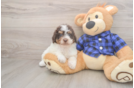 Meet Brownie - our Mini Labradoodle Puppy Photo  2/3 - Puppy Love PR Happy Mini Labradoodle Baby