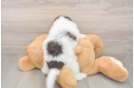Meet Brownie - our Mini Labradoodle Puppy Photo  3/3 - Puppy Love PR Happy Mini Labradoodle Baby