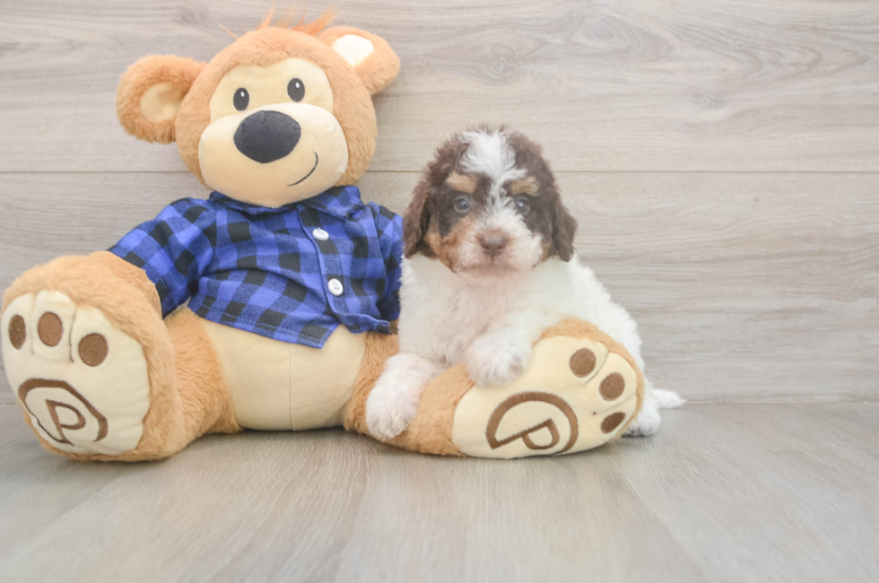 5 week old Mini Labradoodle Puppy For Sale - Puppy Love PR