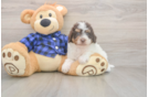 Meet Brownie - our Mini Labradoodle Puppy Photo  1/3 - Puppy Love PR Energetic Labrapoo Poodle Mix Puppy