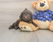 5 week old Mini Labradoodle Puppy For Sale - Puppy Love PR