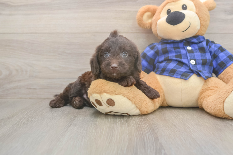 Meet Buckaroo - our Mini Labradoodle Puppy Photo  1/3 - Puppy Love PR Hypoallergenic Labrapoo Poodle Mix Puppy
