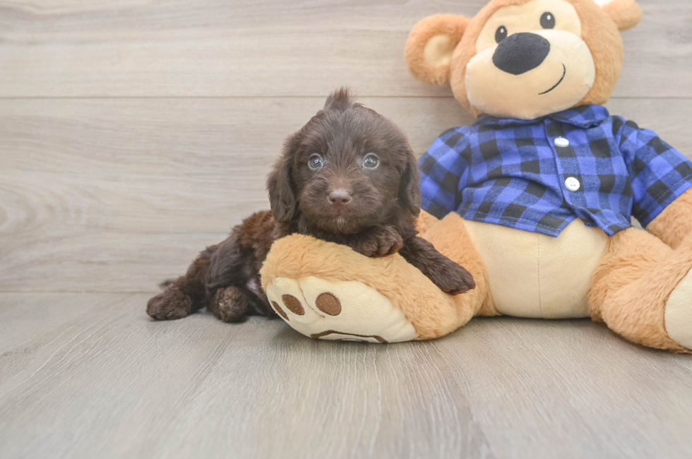 5 week old Mini Labradoodle Puppy For Sale - Puppy Love PR