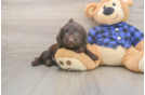 Meet Buckaroo - our Mini Labradoodle Puppy Photo  1/3 - Puppy Love PR Hypoallergenic Labrapoo Poodle Mix Puppy