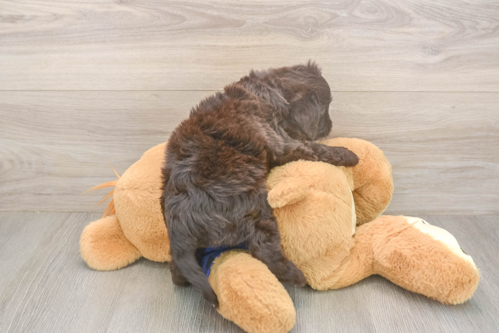 Meet Buckaroo - our Mini Labradoodle Puppy Photo  3/3 - Puppy Love PR Mini Labradoodle Puppy for Adoption
