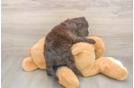 Meet Buckaroo - our Mini Labradoodle Puppy Photo  3/3 - Puppy Love PR Mini Labradoodle Puppy for Adoption
