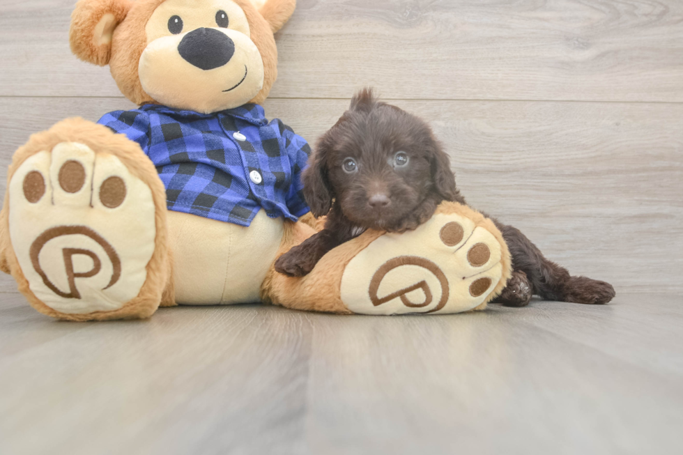 Meet Buckaroo - our Mini Labradoodle Puppy Photo  2/3 - Puppy Love PR Funny Mini Labradoodle Poodle Mix Pup