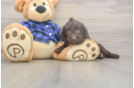 Meet Buckaroo - our Mini Labradoodle Puppy Photo  2/3 - Puppy Love PR Funny Mini Labradoodle Poodle Mix Pup
