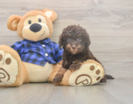 5 week old Mini Labradoodle Puppy For Sale - Puppy Love PR