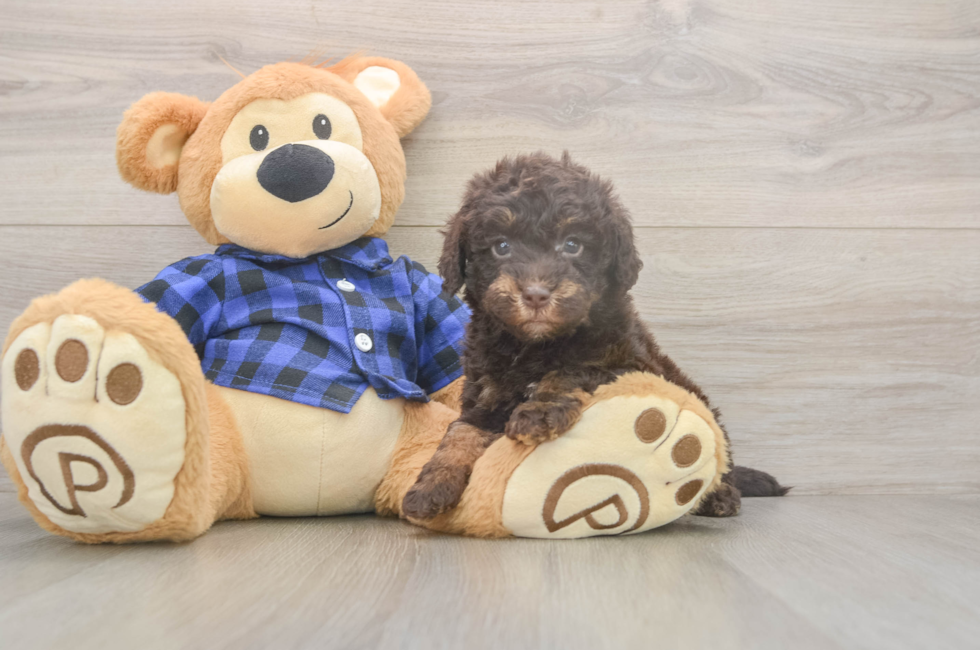 5 week old Mini Labradoodle Puppy For Sale - Puppy Love PR