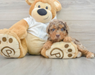 7 week old Mini Labradoodle Puppy For Sale - Puppy Love PR