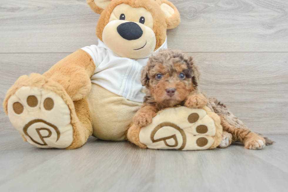 Mini Labradoodle Puppy for Adoption