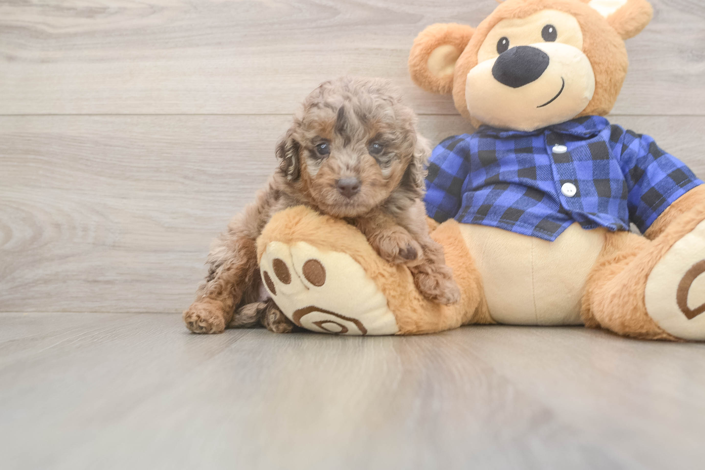Funny Mini Labradoodle Poodle Mix Pup