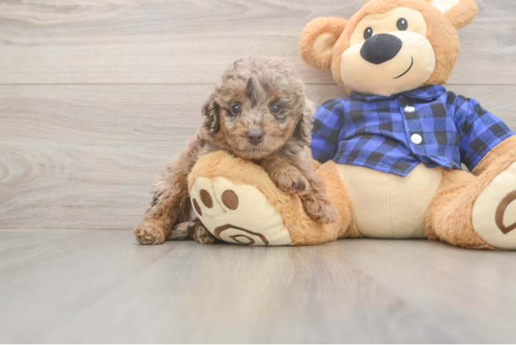 Funny Mini Labradoodle Poodle Mix Pup
