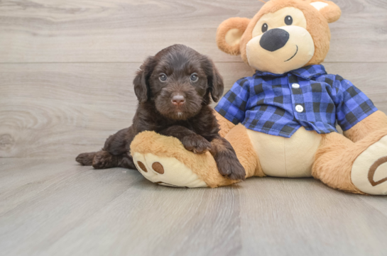 Popular Mini Labradoodle Poodle Mix Pup
