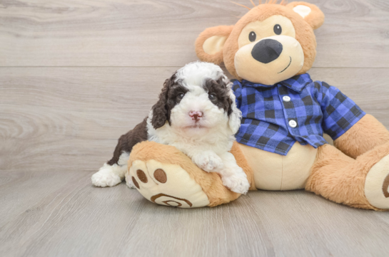 Fluffy Mini Labradoodle Poodle Mix Pup