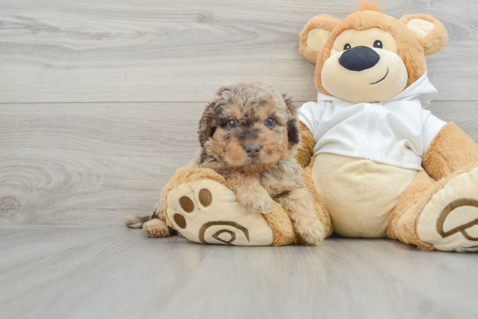 Popular Mini Labradoodle Poodle Mix Pup