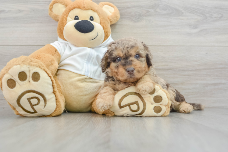 Smart Mini Labradoodle Poodle Mix Pup