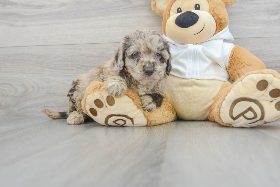 Energetic Labrador Poodle Mix Puppy