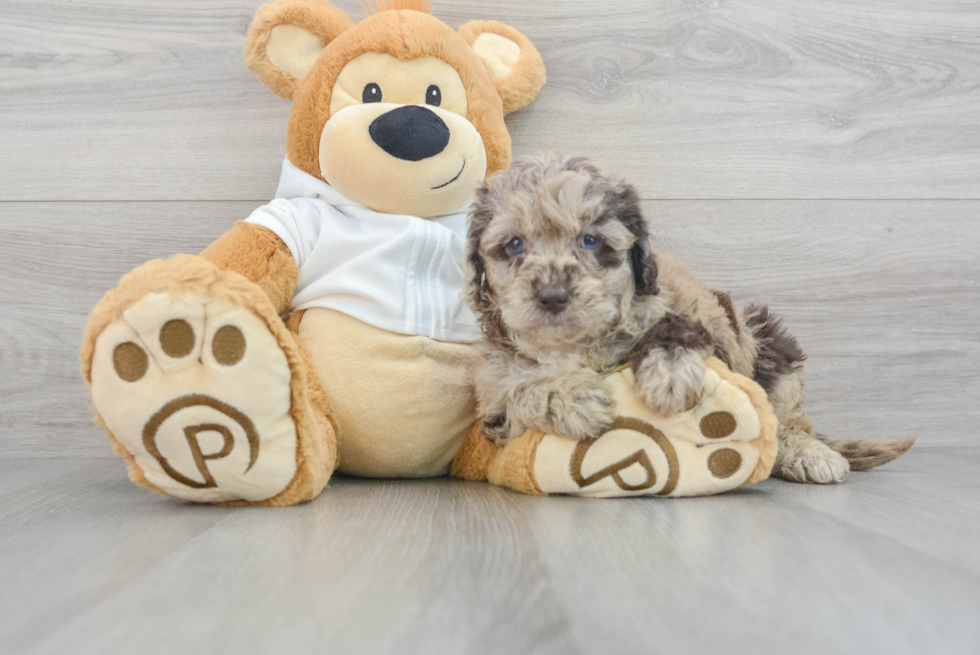 Mini Labradoodle Pup Being Cute