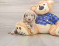 6 week old Mini Labradoodle Puppy For Sale - Puppy Love PR