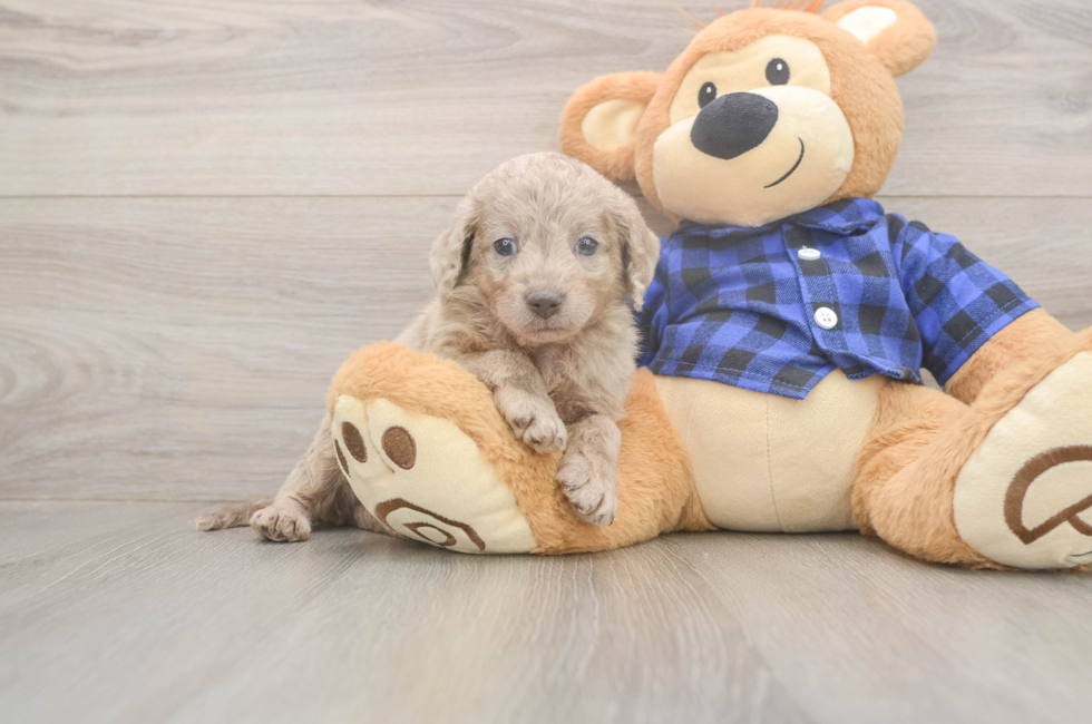 6 week old Mini Labradoodle Puppy For Sale - Puppy Love PR