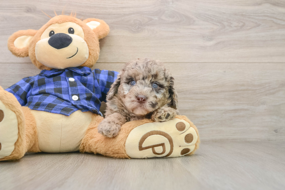 Best Mini Labradoodle Baby