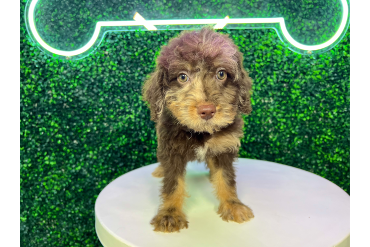 Cute Labrapoo Poodle Mix Puppy