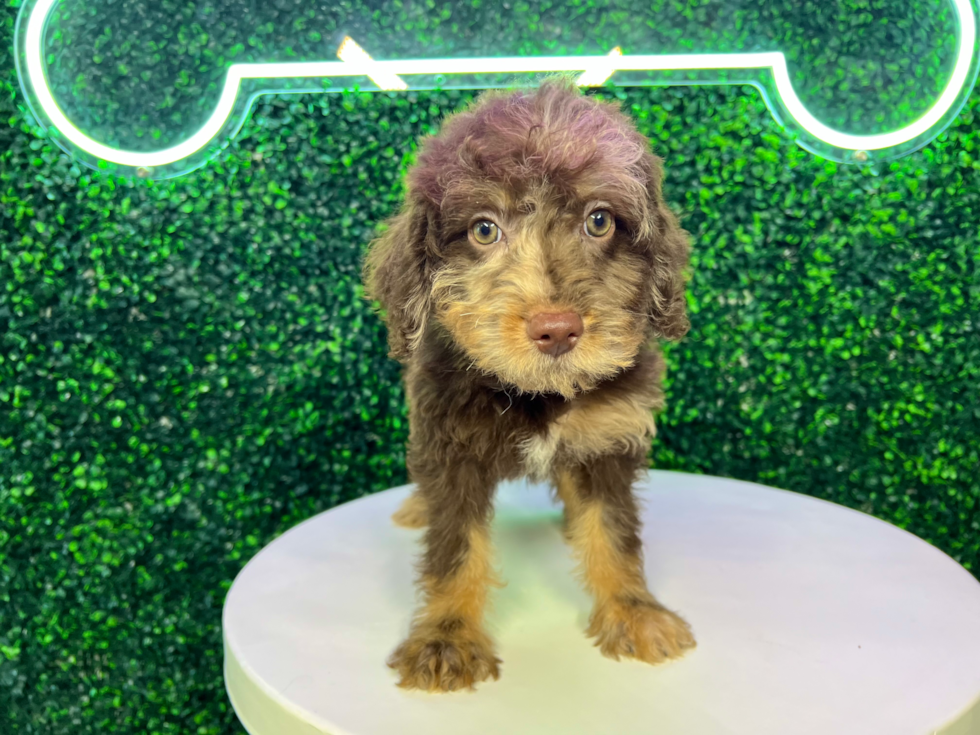 Cute Labrapoo Poodle Mix Puppy