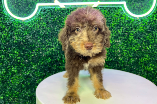 Cute Labrapoo Poodle Mix Puppy