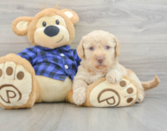 7 week old Mini Labradoodle Puppy For Sale - Puppy Love PR