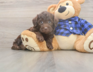 5 week old Mini Labradoodle Puppy For Sale - Puppy Love PR
