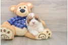 Best Mini Labradoodle Baby