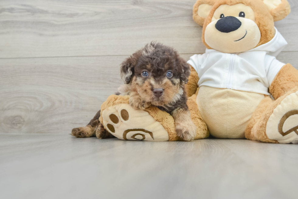 Happy Mini Labradoodle Baby