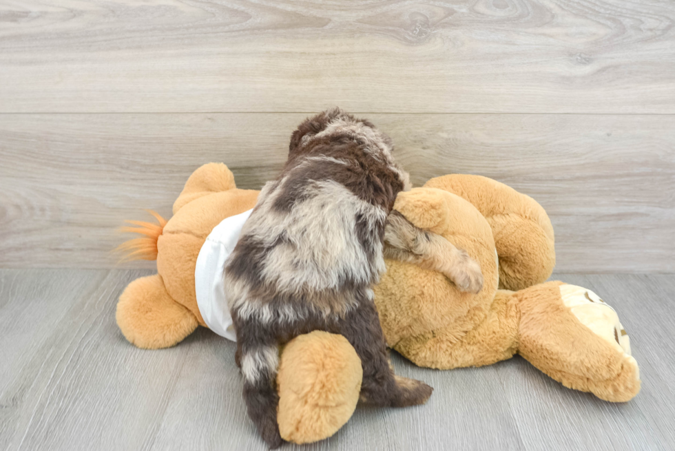 Best Mini Labradoodle Baby