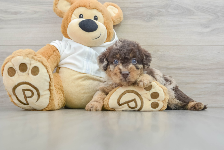Mini Labradoodle Puppy for Adoption