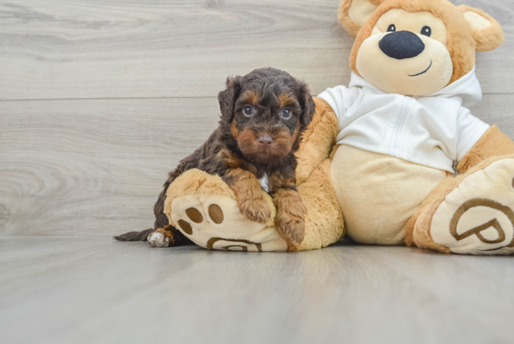 Meet Carrie - our Mini Labradoodle Puppy Photo 1/3 - Puppy Love PR Best Mini Labradoodle Baby