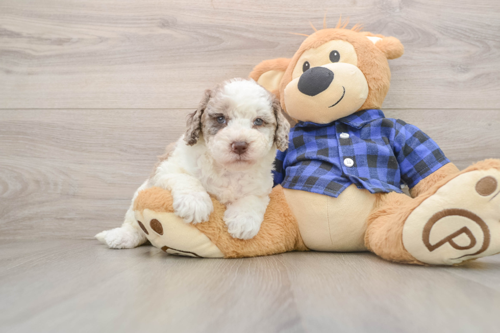 Mini Labradoodle Pup Being Cute