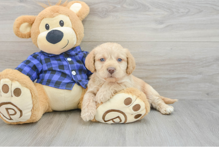 Meet Clifford - our Mini Labradoodle Puppy Photo 1/3 - Puppy Love PR Sweet Mini Labradoodle Baby