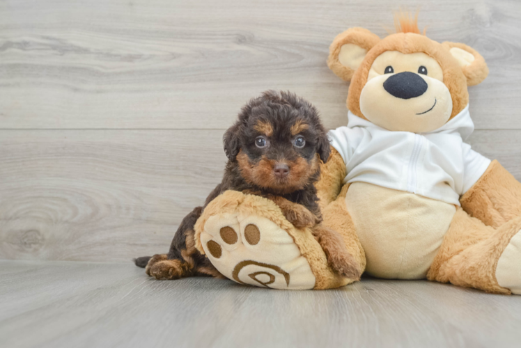 Mini Labradoodle Pup Being Cute