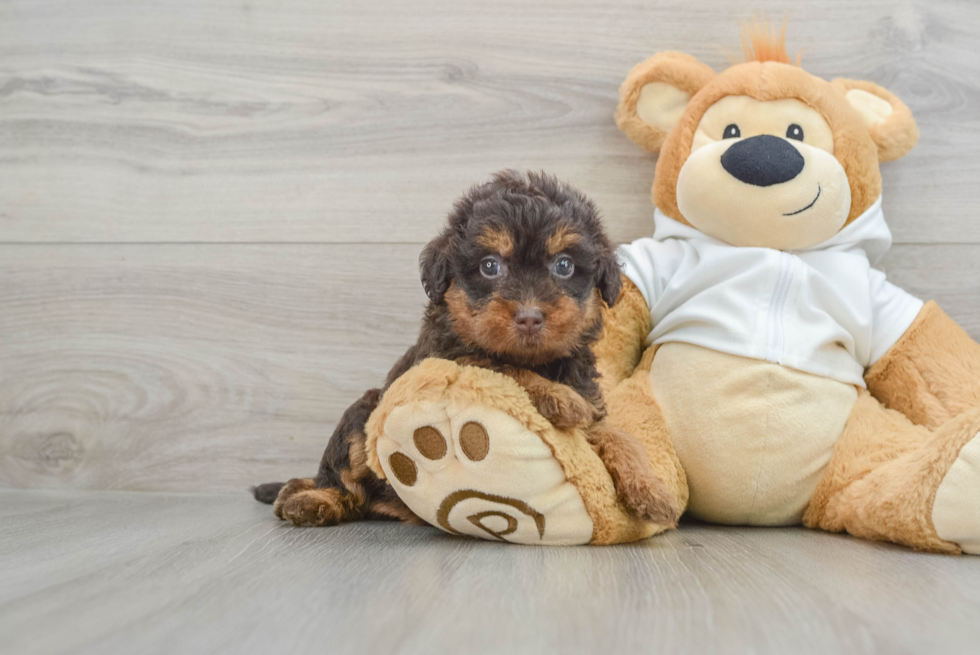 Mini Labradoodle Pup Being Cute
