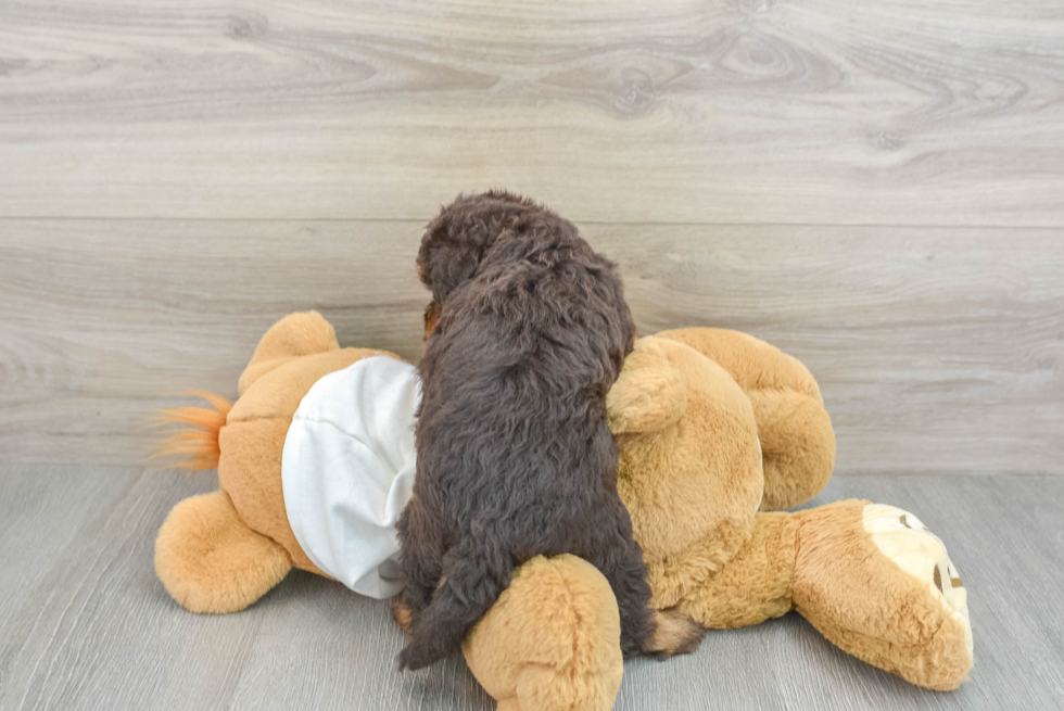Hypoallergenic Labrapoo Poodle Mix Puppy