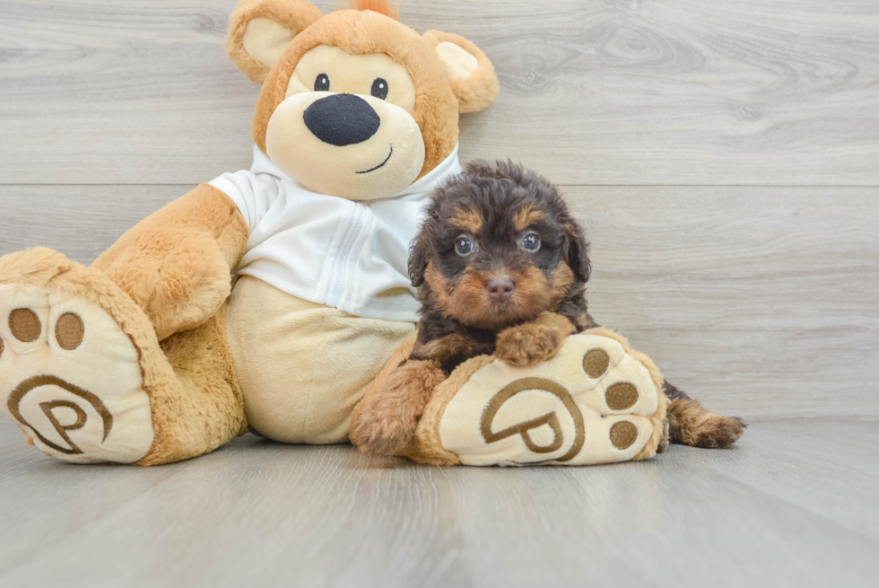 Cute Mini Labradoodle Baby